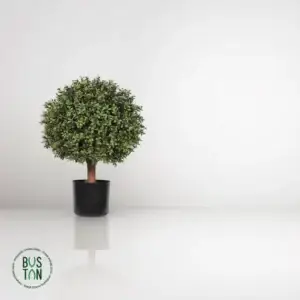 בוקסוס כדור עם גזע 65 ס"מ