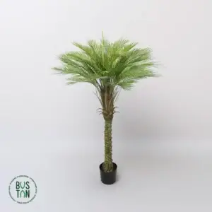 דקל קוקוס 1.6 מטר