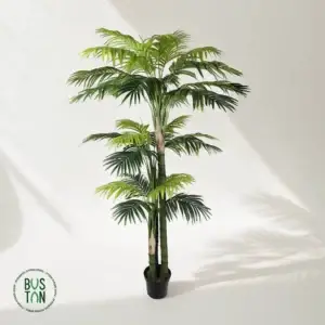 דקל רוסטוניה 3 מטר