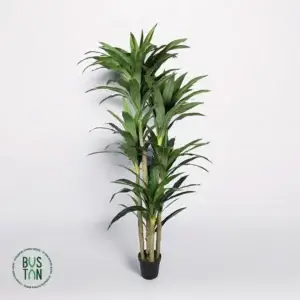 דרצנה מרגריטה 2.5 מטר