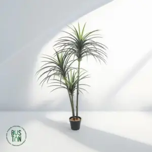 יוקה מפוצל 3 גזעים 1.6 מטר