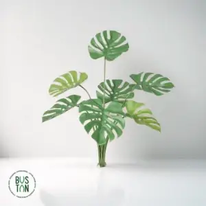 מוסטרה 65 ס"מ