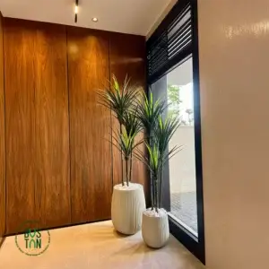 סט זוג עצי יוקה מפוצל בגבהים של 1.6 ו־1.8 מטר