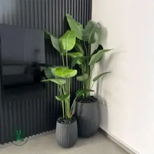 סט זוג ציפור גן עדן בגובה 1.6 מטר בכדי סנטוריני בגוון שחור מט