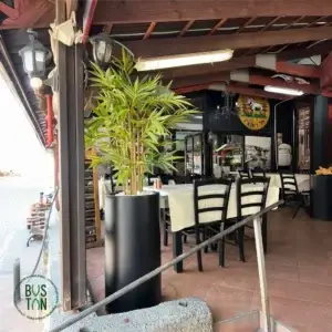 עץ במבוק 1.2 מטר כולל כד כנרת גבוה 60 ס"מ