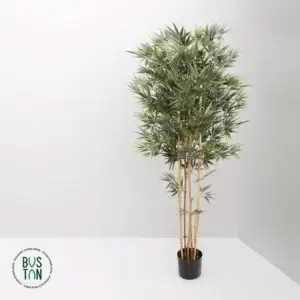 עץ במבוק 1.6 מטר