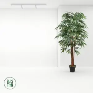 עץ ערבה 1.8 מטר