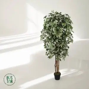 עץ פיקוס לבן 1.8 מטר