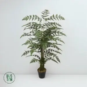 עץ שרך 1.5 מטר