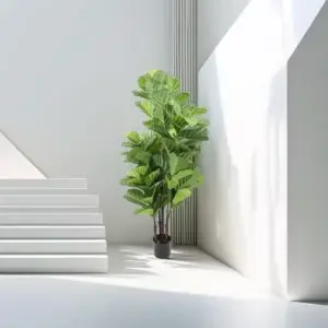 פיקוס כינורי 1.5 מטר