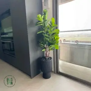 פיקוס כינורי 1.5 מטר כולל כד ונציה