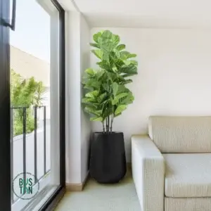 פיקוס כינורי מלאכותי בגובה 1.5 מטר בכד פיראוס