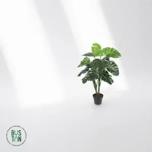 צמח מונסטרה 1 מטר