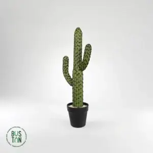 צמח קקטוס 62 ס"מ