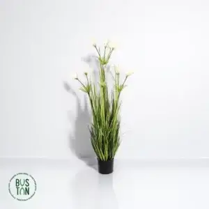 צמח שרך 1.2 מטר