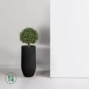 בוקסוס כדורי כולל כד אתונה