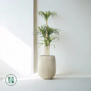 עץ אגבה מלאכותי בגובה 1.5 מטר עם ארבעה גזעים בכד סנטוריני